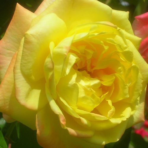 Sárga - Rózsa - Banzai - Online rózsa vásárlás